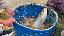 几百条鱼在塘里养了2年，一网下去十多斤的鲢鱼跳水，看着真过瘾