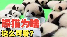 熊猫为啥可以这么可爱？