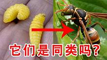 神奇的生物！小黄虫变成大黄蜂！