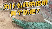 为什么我收到的皮带有个小伤疤？#鳄珍 #鳄鱼养殖场 #鳄鱼皮带 