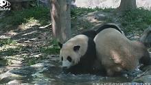 请欣赏节目《熊猫澡堂争夺战》