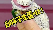 大白胖子生大胖小子啦！#爬宠 #盖勾亚守宫 #养爬姑娘#爬宠 #百亿流量扶持 #守宫 #萌宠