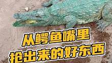 好东西，还真是需要抢！#鳄鱼养殖场 #鳄鱼皮带 #鳄珍 