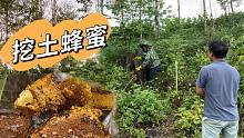 大山里发现一窝土蜂蜜，叫上兄弟俩一起来挖，这才是天然土蜂蜜
