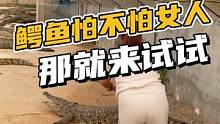 鳄鱼到底怕不怕女人？看看就知道了#鳄鱼养殖场 #鳄鱼皮带 #鳄珍 