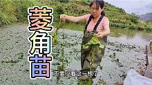 不要小看这一根菱角苗，可以长满整个鱼塘，产量特别高