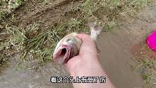 大雨过后，河里的鱼很泛滥，撒一网下去就收获2条大鱼，很惊喜