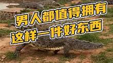 男人都值得拥有一条好东西！#鳄鱼养殖场 #鳄鱼皮带 #鳄珍 