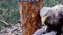 雄雕又连续抓回两只活着的小鹰后续：雕爸终于对小鹰下手了（固定相机录制，持续更新中）#白尾海雕 #动物