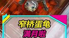 窄桥蛋龟满月了，给它找了几个发小~#蛋龟 #乌龟 #水族 
