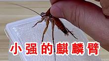 为什么母小强的麒麟臂比公小强还厉害？你们懂的！