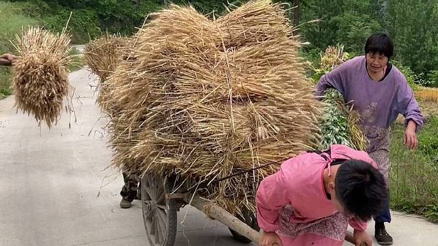 90年代夏天收麦子,我记得那个时候无论大人小孩都要为农忙奔波,一晃30