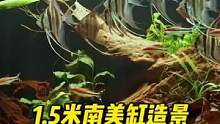 1.5米南美缸造景全记录（二）#南美缸 #南美缸造景 #养鱼日记 #鱼缸造景 #造景鱼缸 #养鱼养心