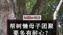 哥斯达黎加一位野生动物救援人员，发现了一只意外走丢了的树懒崽崽。得亏发现得早，树懒妈妈没有走远。不过