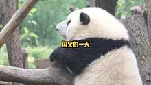  国宝的一天都在干嘛？#熊猫 #大熊猫