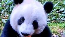 听到熊猫的声音解压吗？
