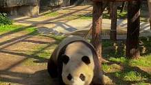 小宅男今天终于舍得出来了！！！#熊猫 #爱护大自然保护野生动物 #大熊猫福星