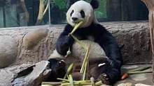 大美萌萌～～慢慢吃～#熊猫 #国宝大熊猫 #国宝不愧是国宝 #爱护大自然保护野生动物 #我和熊猫比个