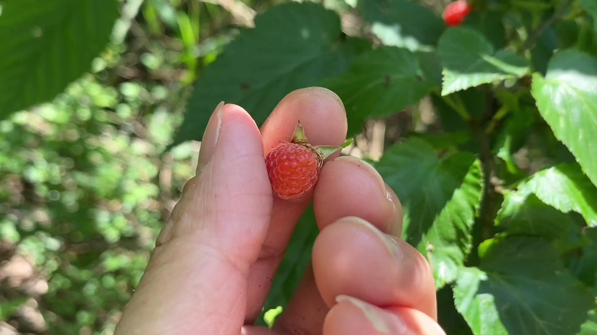 农家姑娘上山摘野果,红彤彤的三月莓,还是儿时的味道