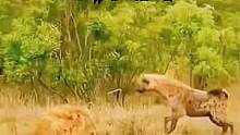 狮王和鬣狗的博弈，真的让我打开新世界，你猜到这样的结局了？ #野生动物 #狮子 #鬣狗