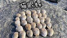 赶海抓猫眼螺的季节到了，花30的门票去赶海，看看能不能回本