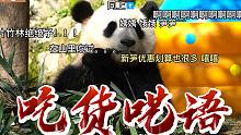 熊猫崽崽睡着时在想什么呢❓