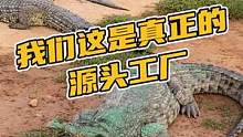真正的源头就是从养殖场开始！#鳄鱼养殖场 #鳄珍 