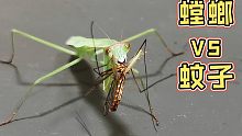 喂螳螂个大蚊子，超爽！！