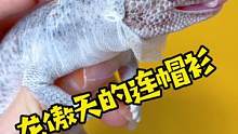 龙傲天今天成打嗝小王子啦#萌宠 #养爬姑娘 #蜥蜴 #守宫 #肥尾守宫 #爬宠 #守宫蜕皮