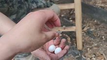 母斑鸠被人抓走了，丢下两个蛋，看看能不能孵化出来！
