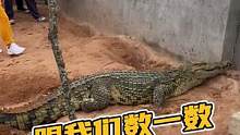 一起和我们数数，挖了多少条皮带皮带？#鳄鱼养殖场 #鳄珍 