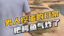 这就是男人挖蛋的日常#鳄鱼养殖场 #鳄珍 