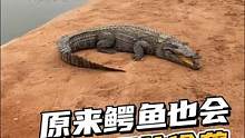 你以为鳄鱼不会说话吗？#鳄鱼养殖场 #鳄珍 