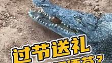过节送礼还送老三样？太没创意了！#鳄鱼养殖场 #鳄珍 