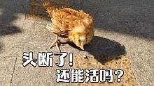 小鸡的头断了还能活吗？偶遇一只鸡坚强！