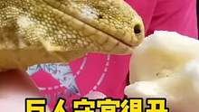 巨人守宫爱吃香蕉 #巨人守宫 #爬行动物 #家有爬宠