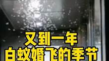 又到了一年白蚁婚飞的季节 #昆虫 #白蚁
