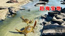 排水口果然是个赶海宝地，连续跑出两只大青蟹，禁海期价格不菲啊
