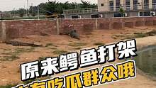 见过鳄鱼打架吗？一起来吃瓜吧！#鳄鱼养殖场 #鳄珍 