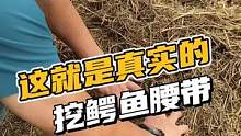 真实的挖皮带，就是这样的！#鳄鱼养殖场 #鳄珍 