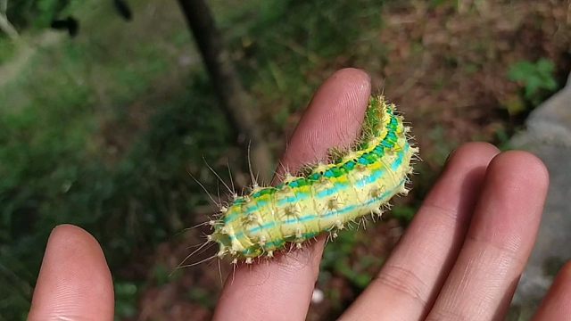 到山上摘杨梅碰到的漂亮大虫子,盘它!