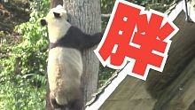 两三百斤的熊猫可以有多灵活？