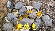 老林很久没去看过黄缘龟了，今天煮点南瓜去喂它，都抢着吃