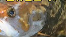 这条是巨骨舌鱼吗？ #巨骨舌鱼 #龙胆石斑