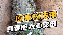 原来挖鳄鱼皮带真的要胆大心细！#鳄珍 #鳄鱼养殖场 