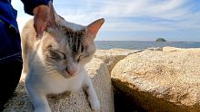 当我在防波堤上抚摸猫时，它在我身上摩擦，很可爱