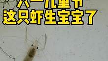 六一儿童节这只虾生宝宝了，带去放生 #日本沼虾 #养鱼日记