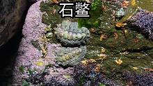 赶海遇到大石鳖，直接从石头上抠下来，和鲍鱼真像