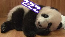 熊猫宝宝的睡眠真的旱的旱死，涝的涝死！