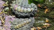 赶海遇到大石鳖，直接从石头上抠下来，和鲍鱼真像 #赶海